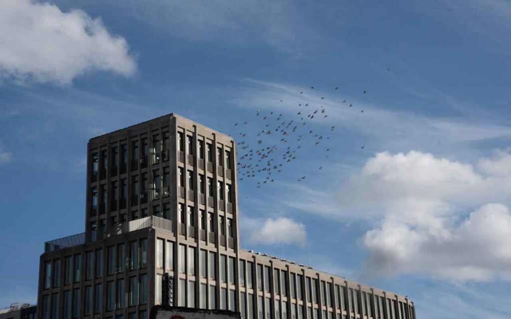Birds flying toward a building’s windows, at risk of collision.