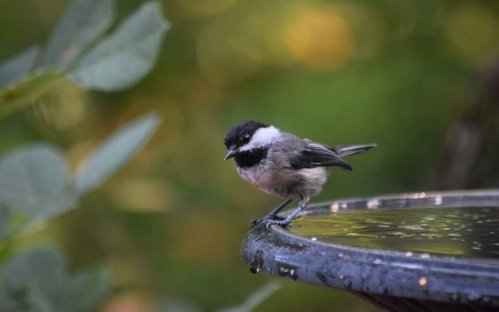 A Black-capped Chickadee perched onto the edge of a backyard bird bath.
