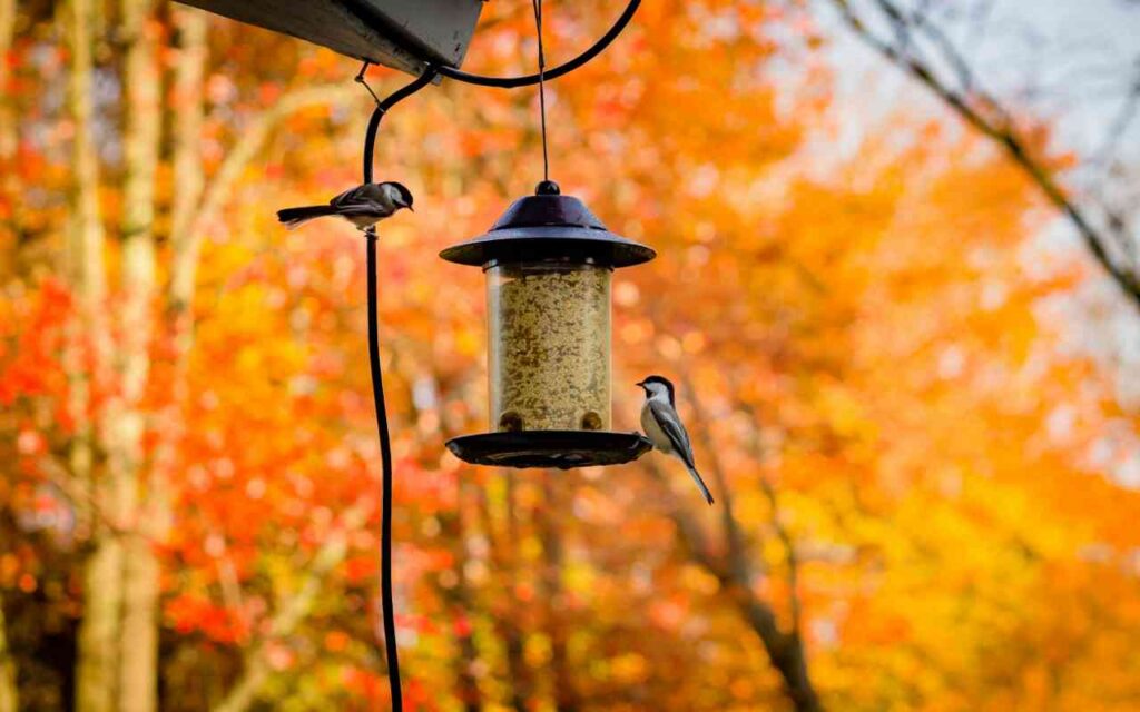 A pair of Black-capped Chickadees at a backyard bird feeder in fall.