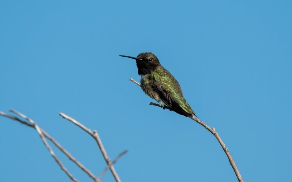 Black-chinned Hummingbird perched on a bare branch in autumn, preparing for migration, with autumn foliage in the background.