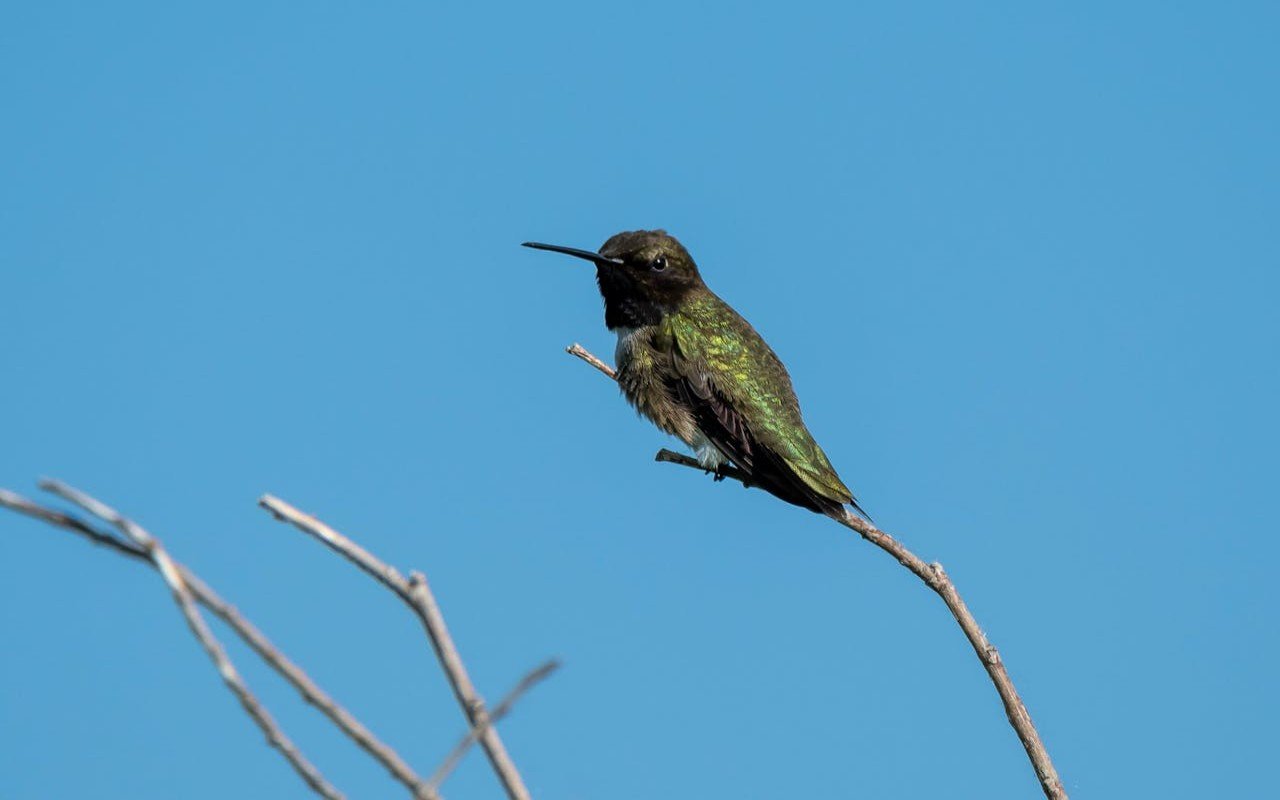 Black-chinned Hummingbird perched on a bare branch in autumn, preparing for migration, with autumn foliage in the background.