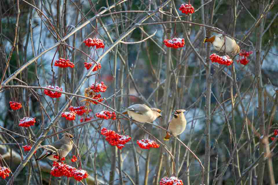 A small group of Bohemian Waxwings perched on a snowy tree branch in winter, feeding on bright red berries.