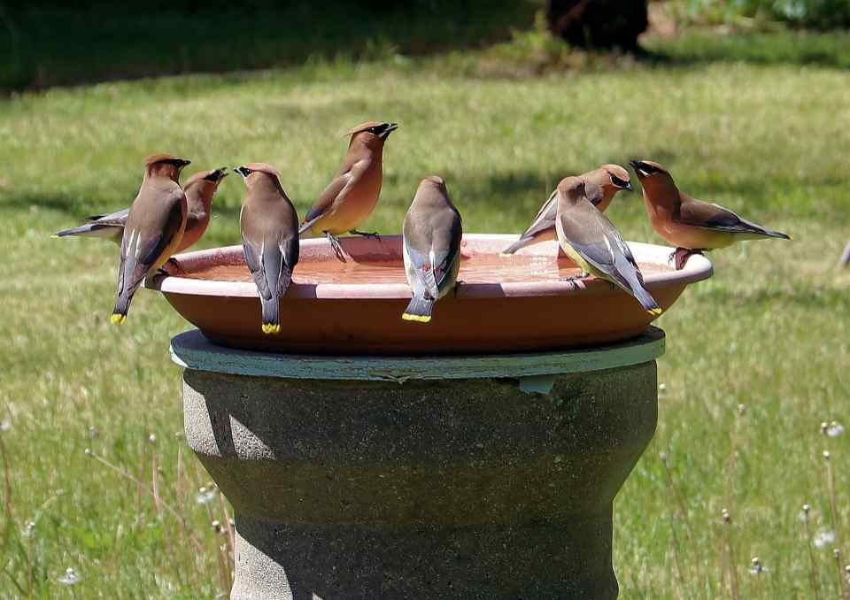 A small flock of Cedar Waxwings enjoying a backyard bird bath.