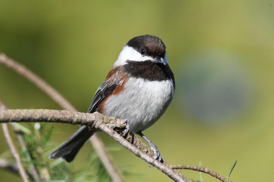 A Chestnut-backed Chickadee perched in a tree.