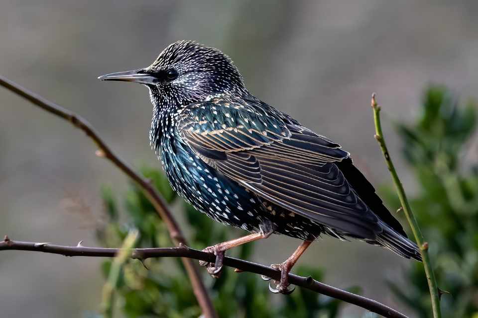 A European Starling perched in a backyard tree in fall.