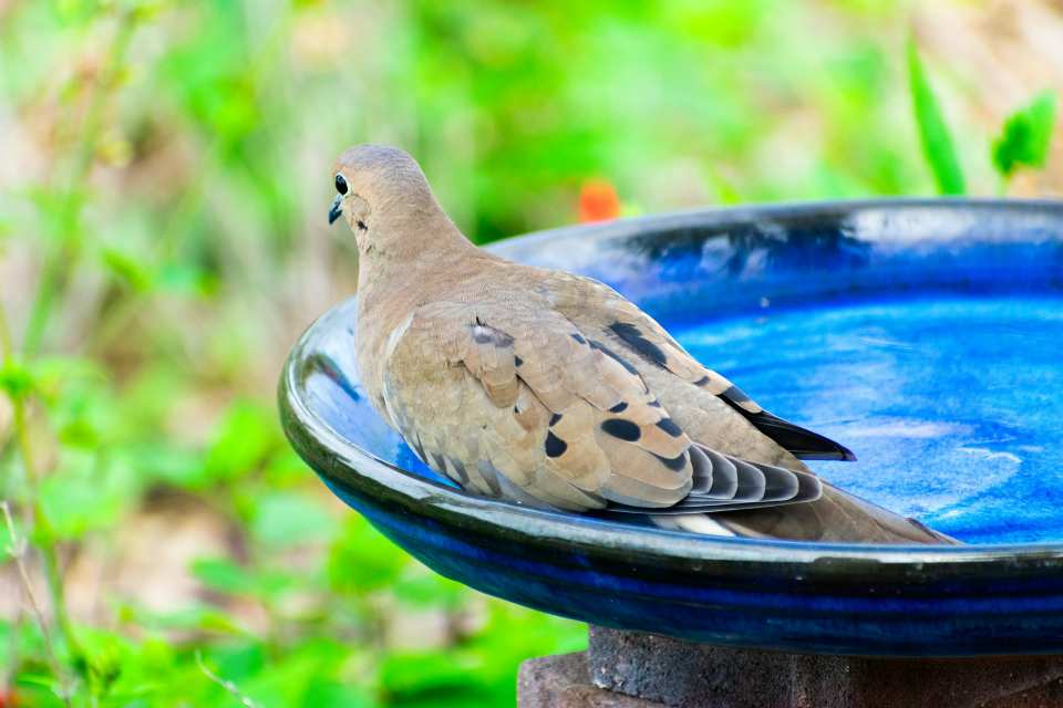 A Mourning Dove taking a dip in a bird bath on a hot summer day.