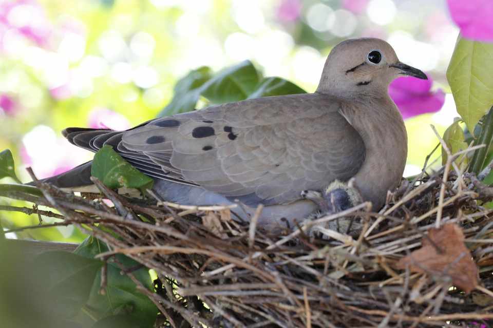 A Mourning Dove sitting in its nest on a spring morning.