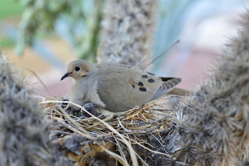 A female Mourning Dove sitting on her eggs in a tree nest, protecting them in a backyard setting.
