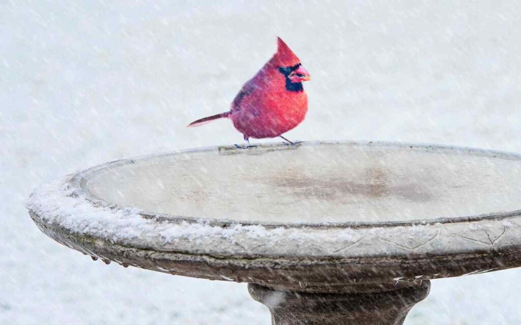 A Northern Cardinal trying to drink water at a frozen bird bath in winter.