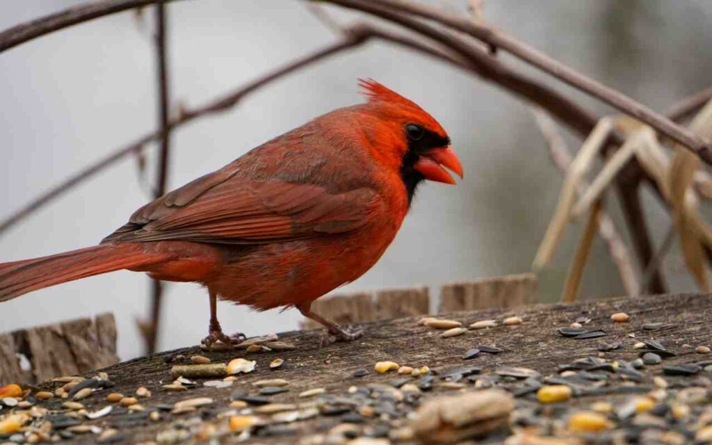 A Northern Cardinal scattering bird seed while feeding.