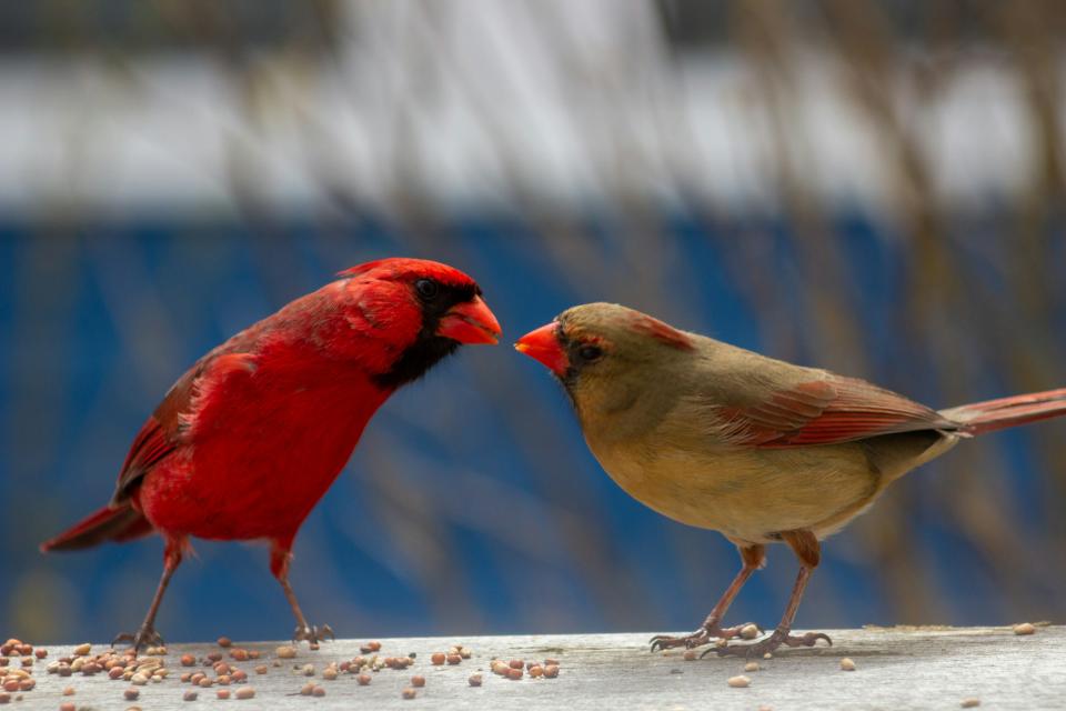 Male and female Northern Cardinals sharing seeds during early fall.