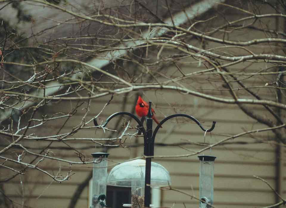 A Northern Cardinal feeding at a fall feeding station.