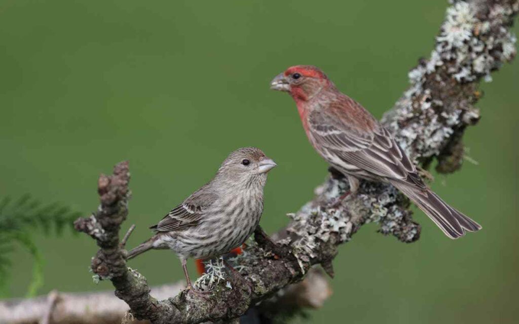 House Finches perched on a lichen-covered branch.