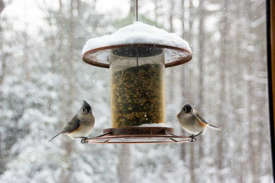 Two Tufted Titmice feeding at a backyard bird feeder in winter.