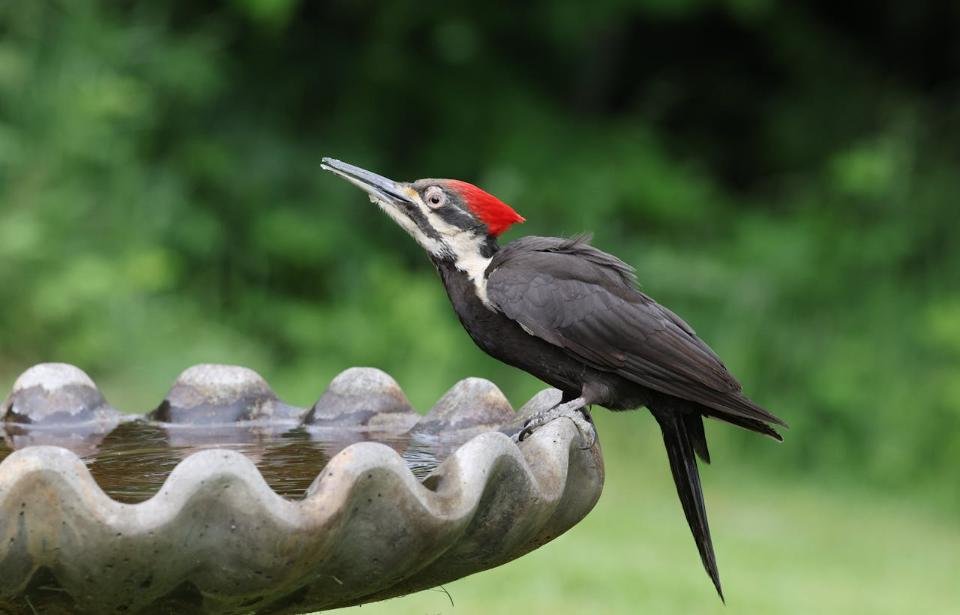 A Pileated Woodpecker drinking some water from a backyard bird bath.