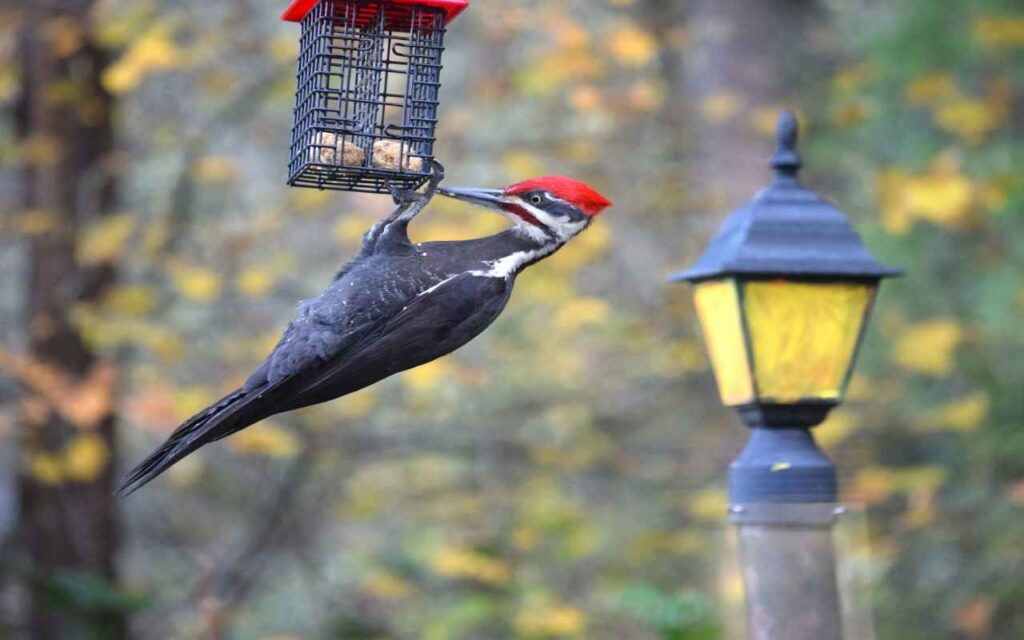 A Pileated Woodpecker perched onto a backyard suet feeder in fall.