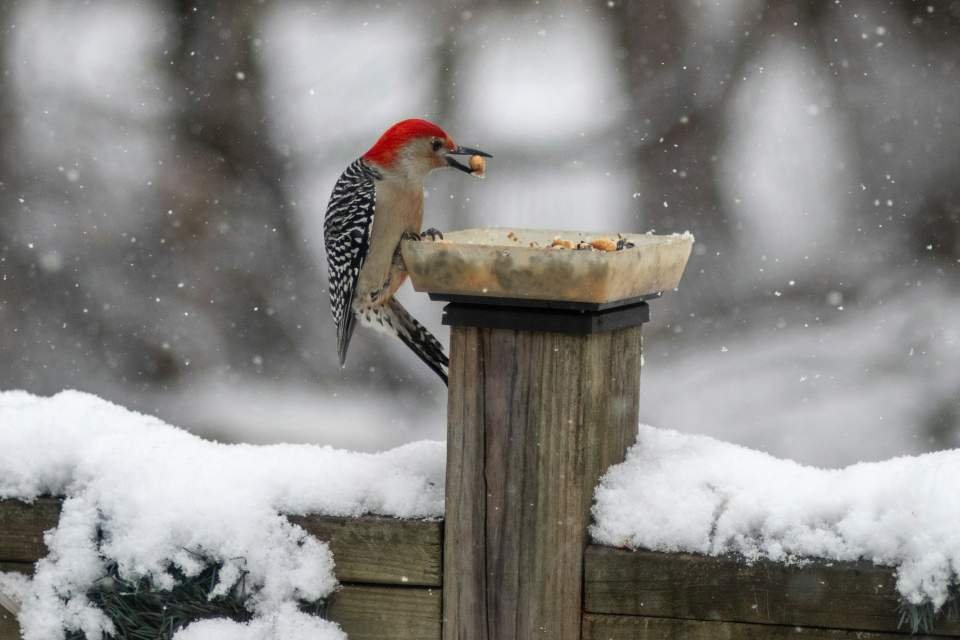 A Red-bellied Woodpecker eating nuts and seeds from a backyard tray feeder during winter.