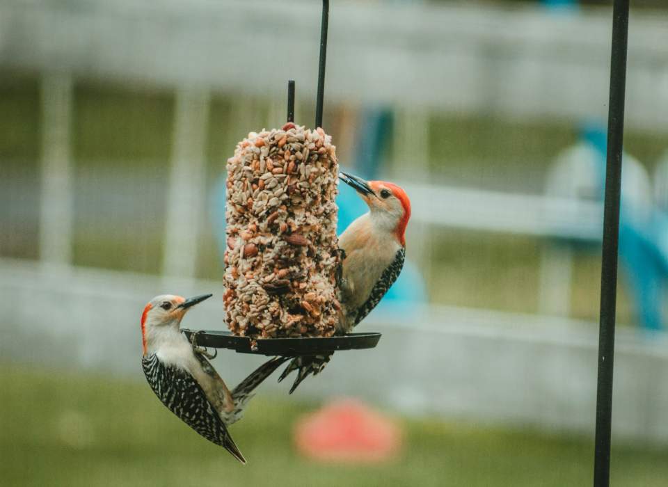 A pair of Red-bellied Woodpeckers feeding on suet, at a fall bird feeding station.