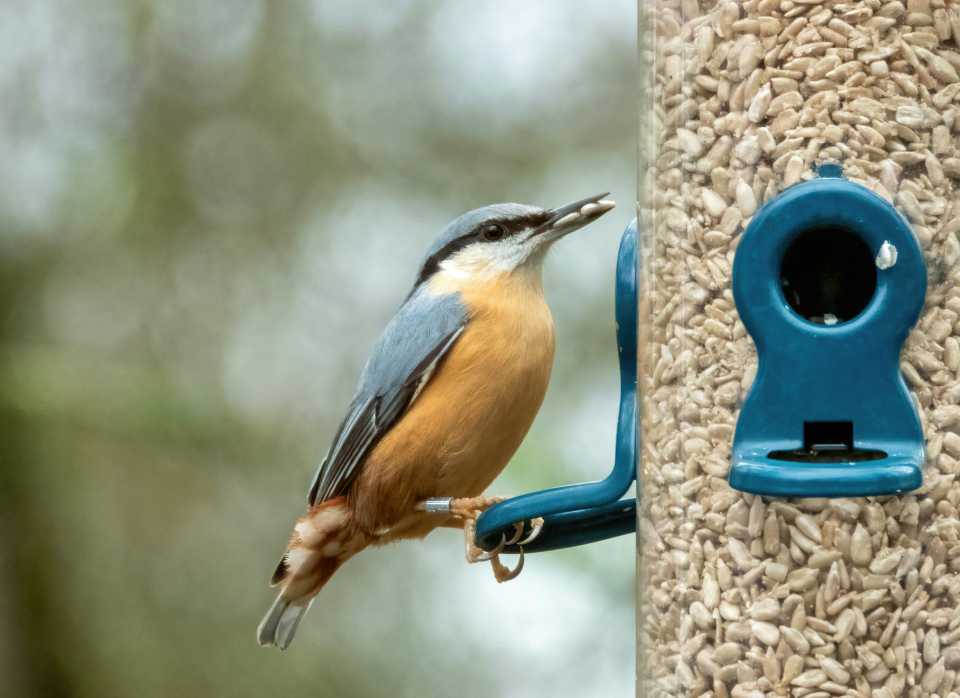 A Red-breasted Nuthatch feeding at a backyard tube feeder.