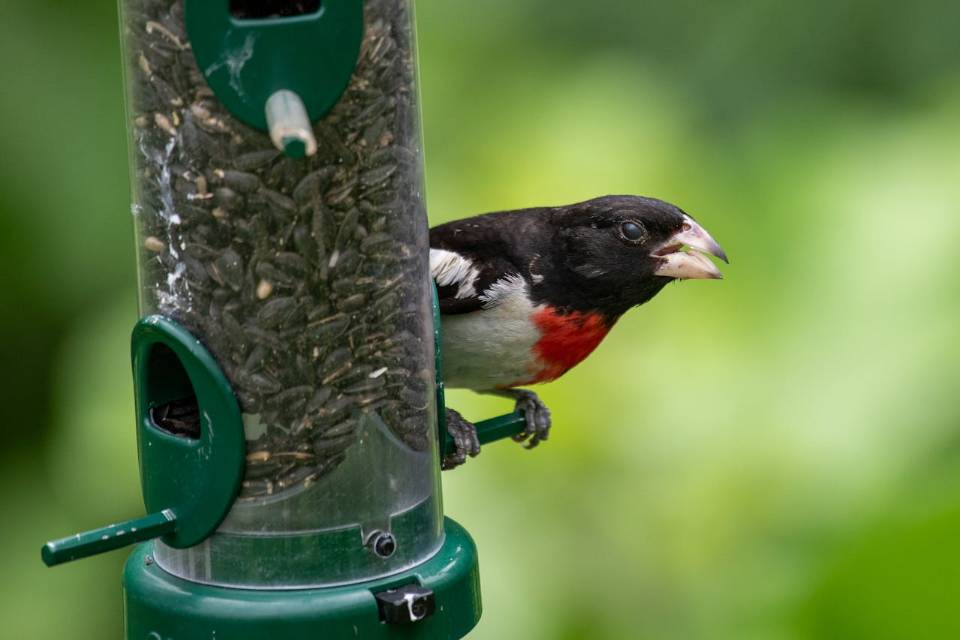 A Rose-breasted Grosbeak feeding on black-oil sunflower seeds, at a backyard bird feeder.