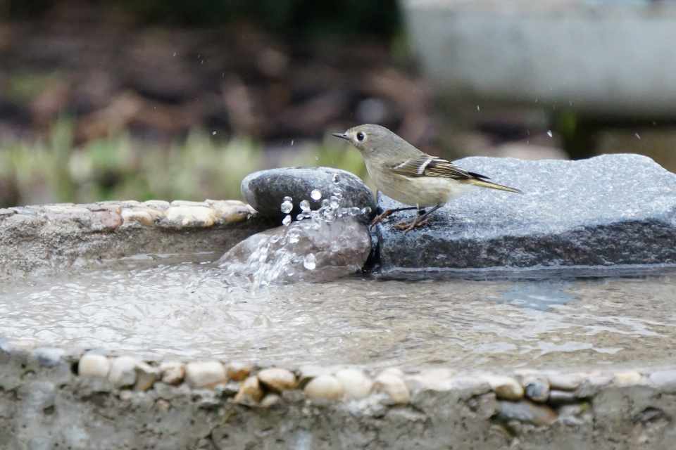 A Ruby-crowned Kinglet at a backyard bird bath with water features.