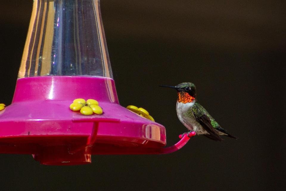 A Ruby-throated Hummingbird feeding at a backyard feeder.