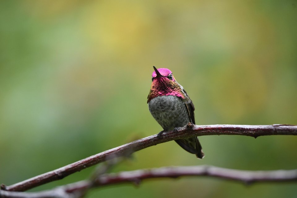 A Ruby-throated Hummingbird perched in a backyard tree in fall.