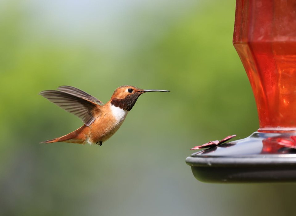 A Rufous Hummingbird approaching a backyard feeder.