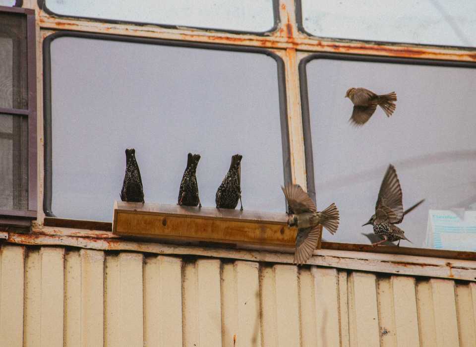 A flock of starlings nearly flying into building windows, at risk of collision.