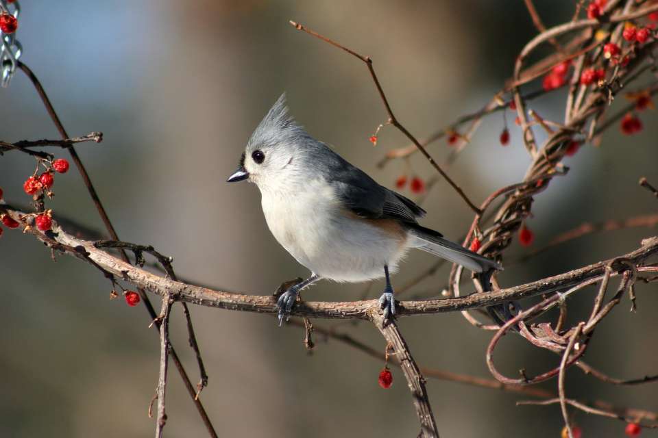 A Tufted Titmouse perched in a backyard tree in fall.