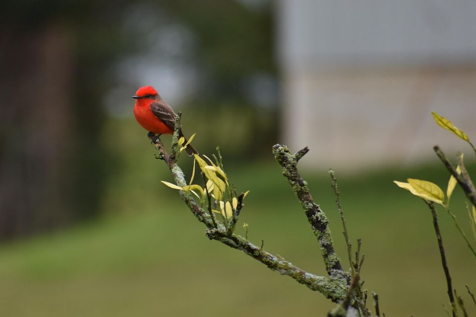 A Vermilion flycatcher perched on a backyard tree.