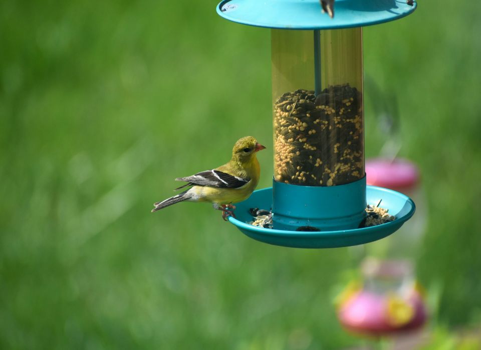 An American Goldfinch feeding on seeds from a backyard bird feeder.