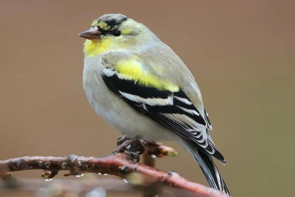 A close-up photo of a male American Goldfinch perched in a backyard tree in fall.