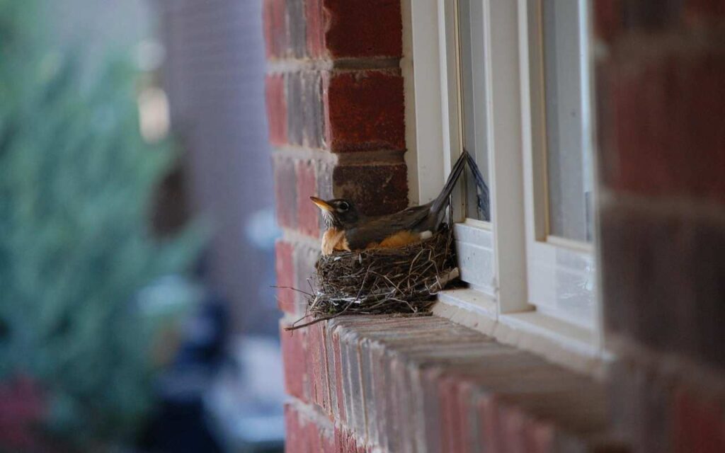 Adult American Robin sitting in a nest on a windowsill during spring nesting season.