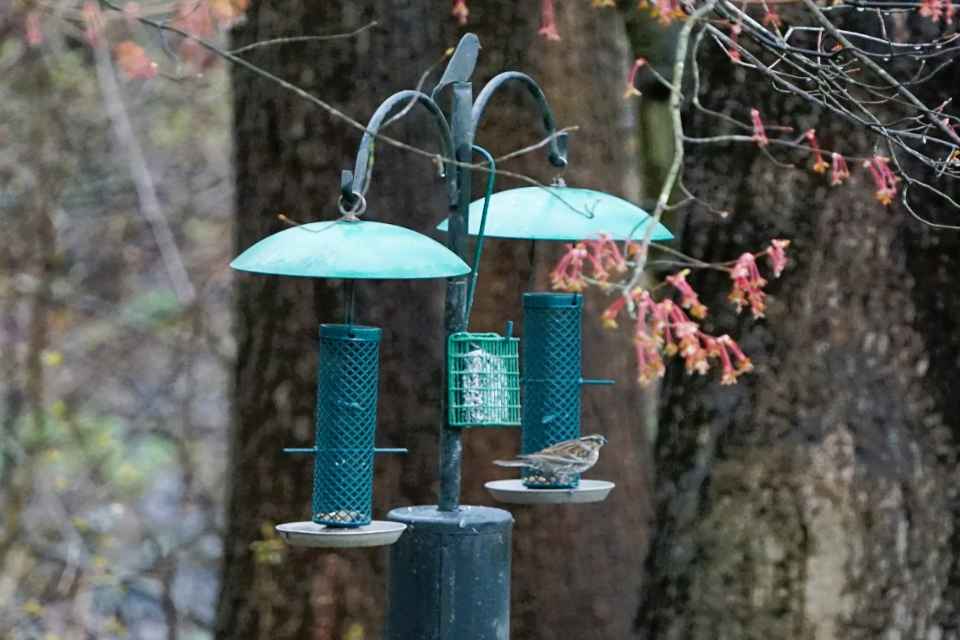 A backyard feeding station with a sparrow feeding.