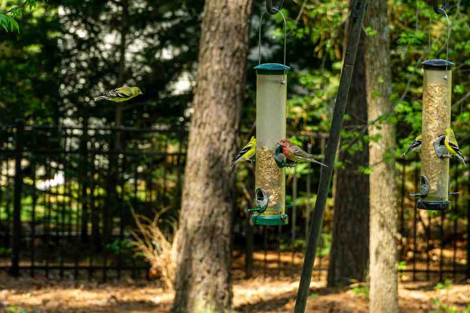 Goldfinches and house finches flocking to a backyard bird feeder.