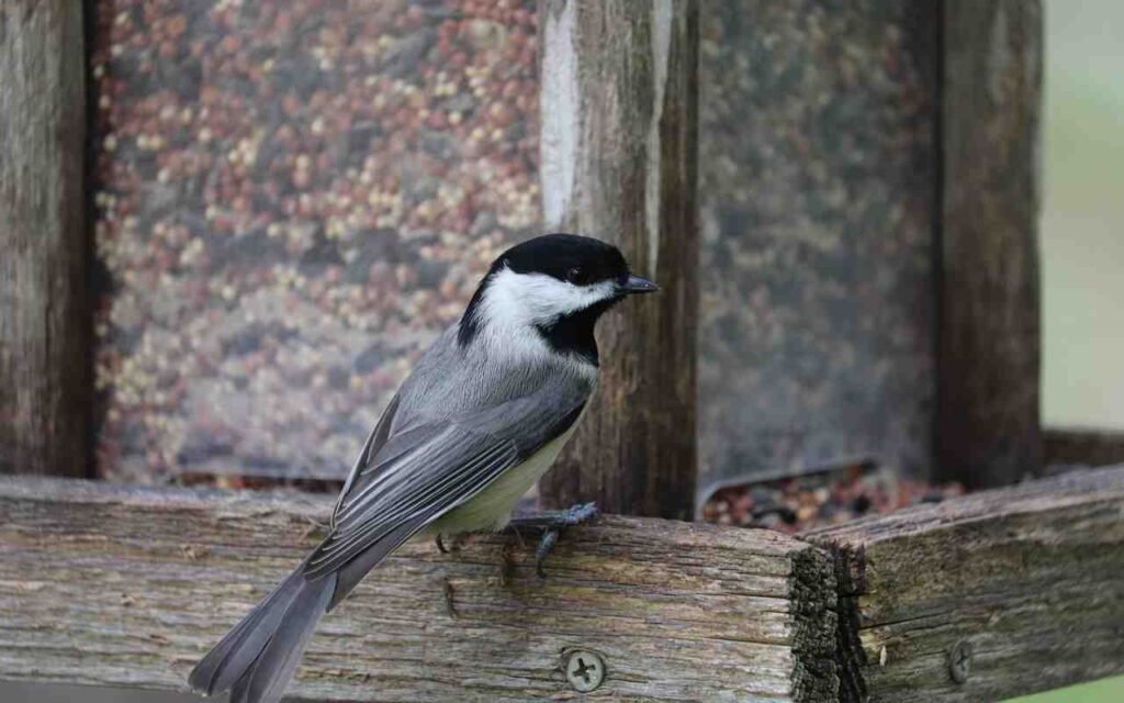 A Black-capped Chickadee feeding at a backyard bird feeder.