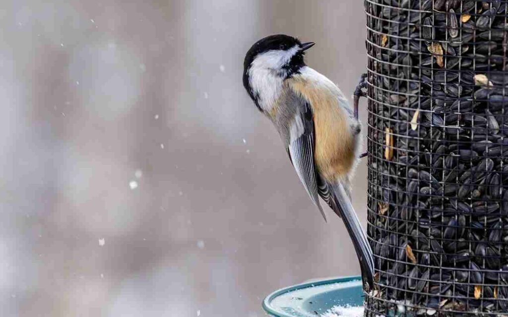 Chickadee perched on seed feeder.