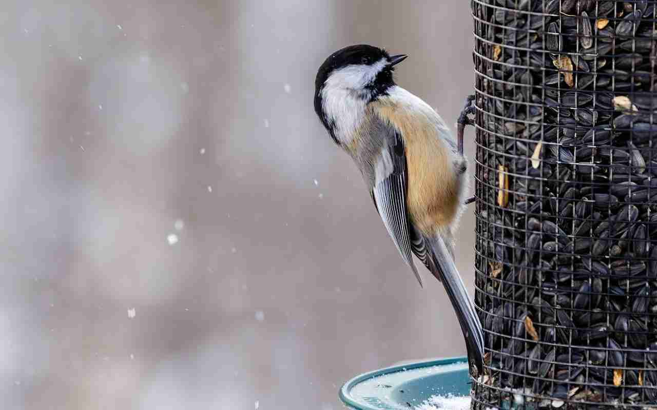 Chickadee perched on seed feeder.