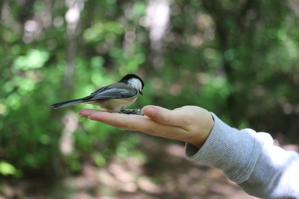 A Black-capped Chickadee feeding off a person's hand.