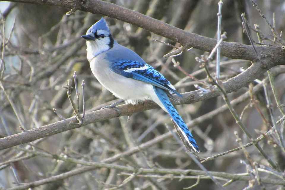 A Blue Jay perched in a backyard tree in fall.