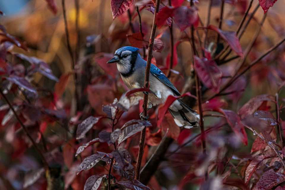 A Blue Jay perched in a backyard tree in fall.