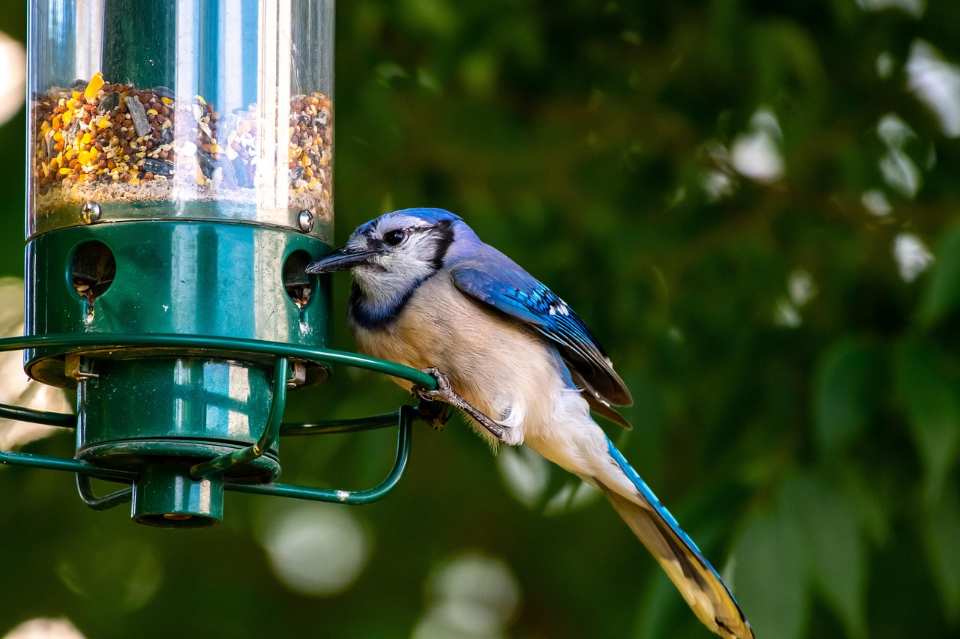 A Blue Jay perched on a backyard squirrel-proof feeder.