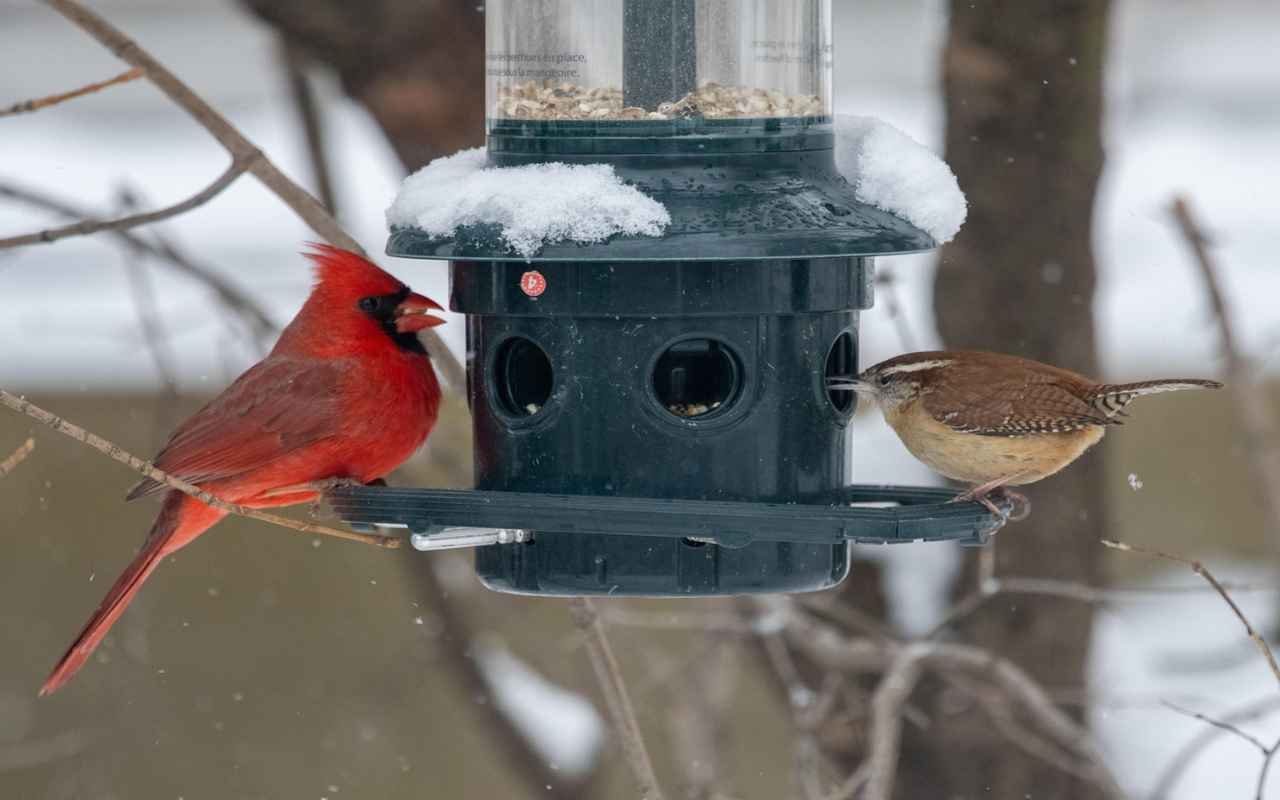 Male Northern Cardinal perched beside a Carolina Wren on a backyard bird feeder in winter snow.