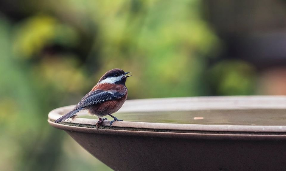A Chestnut-backed Chickadee at a backyard bird bath.