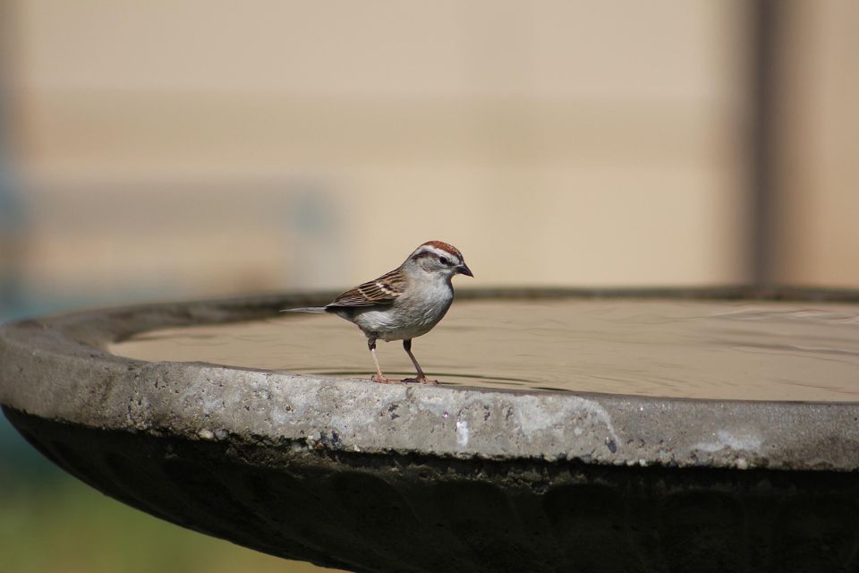 A Chipping Sparrow visits a bird bath in winter.