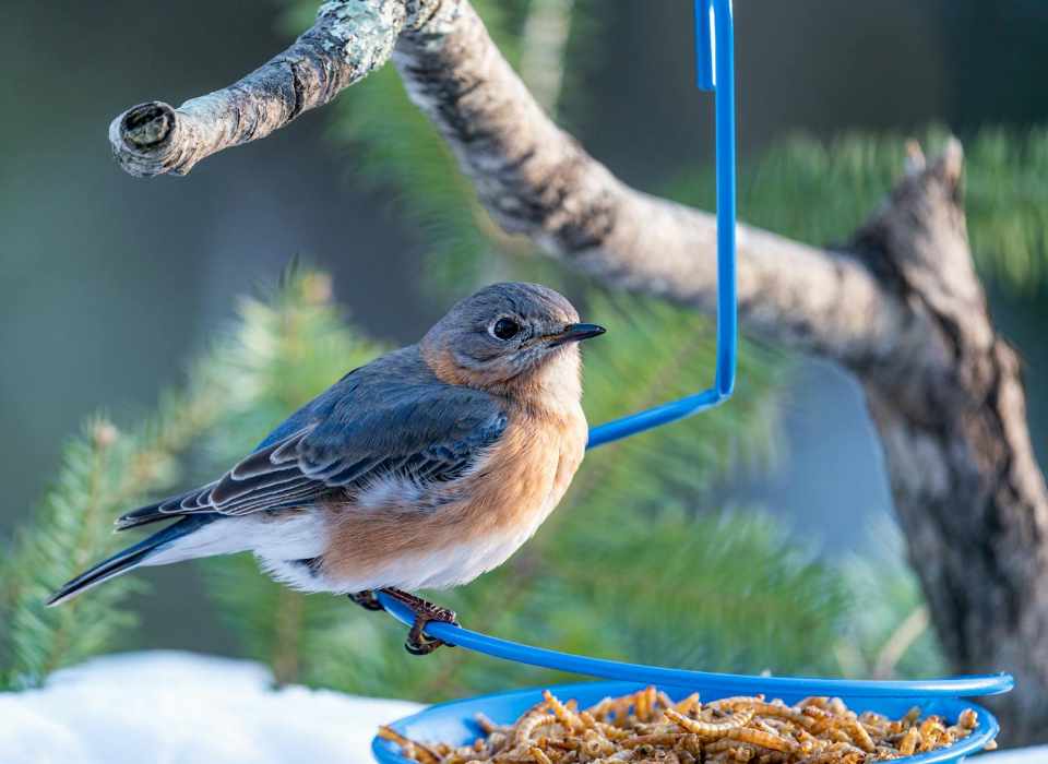 An Eastern Bluebird perched on a backyard tray feeder, filled with mealworms.