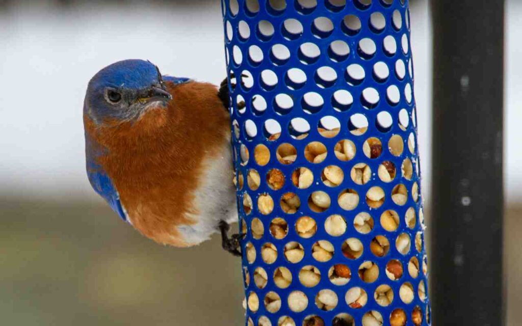 An Eastern Bluebird perched onto the side of a backyard peanut feeder.