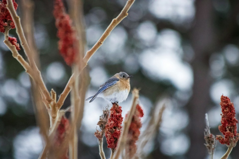A male Eastern Bluebird perched on an upright red staghorn sumac berry cluster during winter.