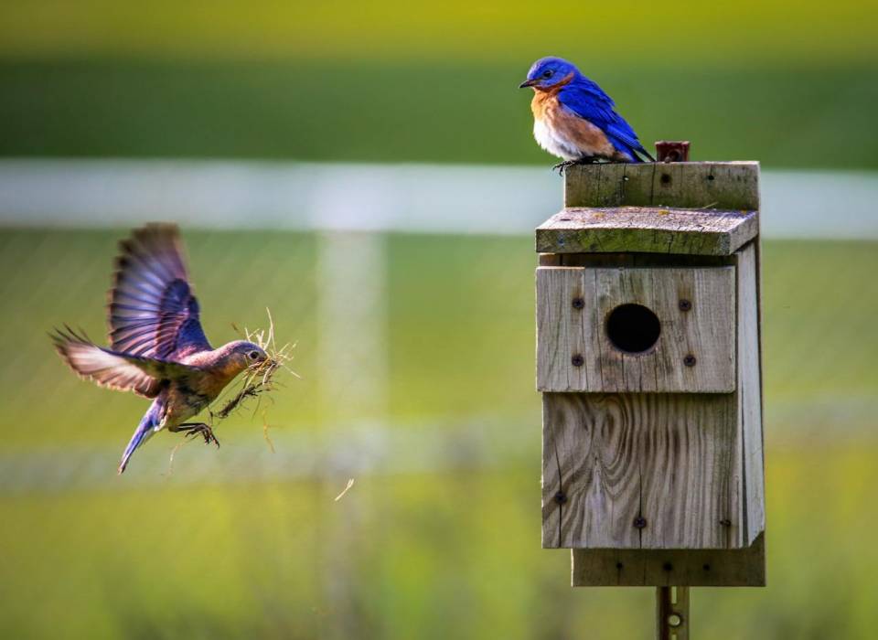 A pair of Eastern Bluebirds gathering materials to build a nest in a backyard nesting box.